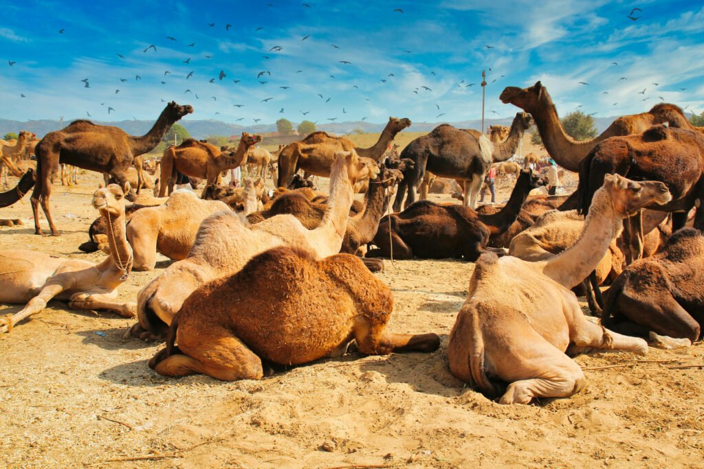Camel caravan in Zagora desert during 2-day tour from Marrakech