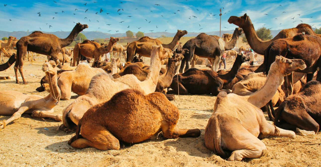 2 Days in Morocco’s Zagora Desert from Marrakech