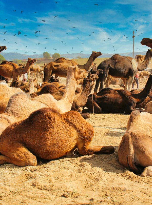 Camel ride through the Palmeraie palm grove in Marrakech moroccotravelbliss